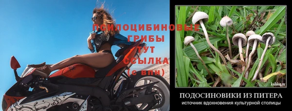 ГАЛЛЮЦИНОГЕННЫЕ ГРИБЫ Инта